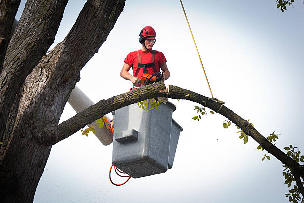 How Our Tree Care Process Works  in  Sea Isle City, NJ